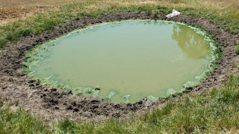 Keep an eye out for blue-green algae around livestock